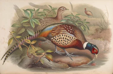 Phasianus torquatus = Phasianus colchicus